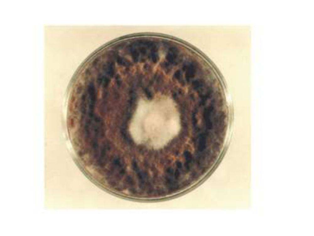 ilustrasi dari jamur thermomyces lanuginosus (academic.oup.com/P. Reddy)