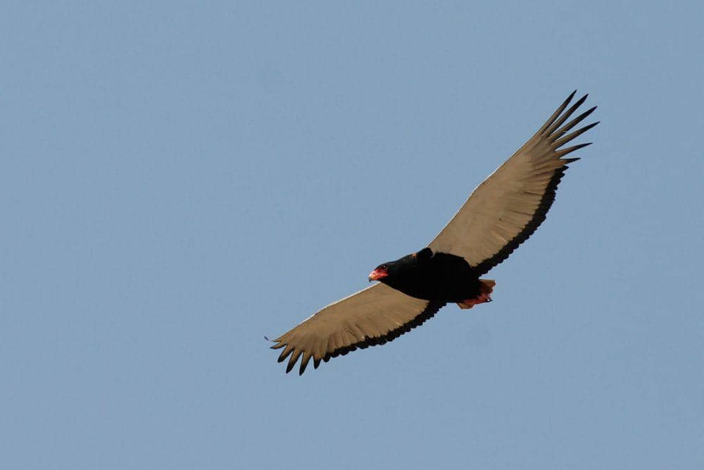 Bateleur (pixabay.com/Herbert Bieser)