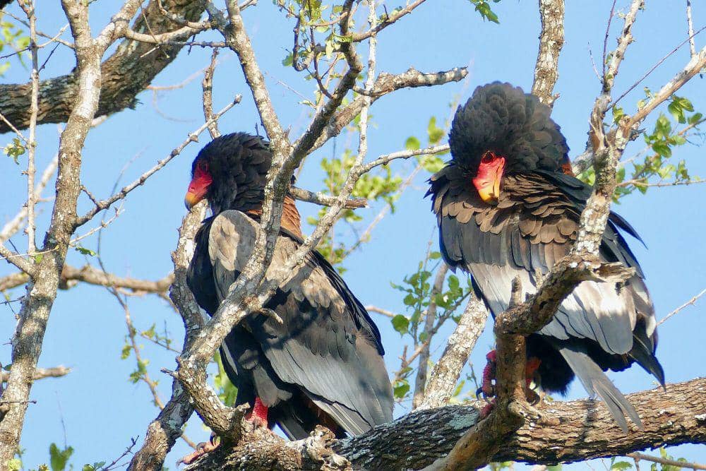 Bateleur (commons.m.wikimedia.org/Bernard Dupont)