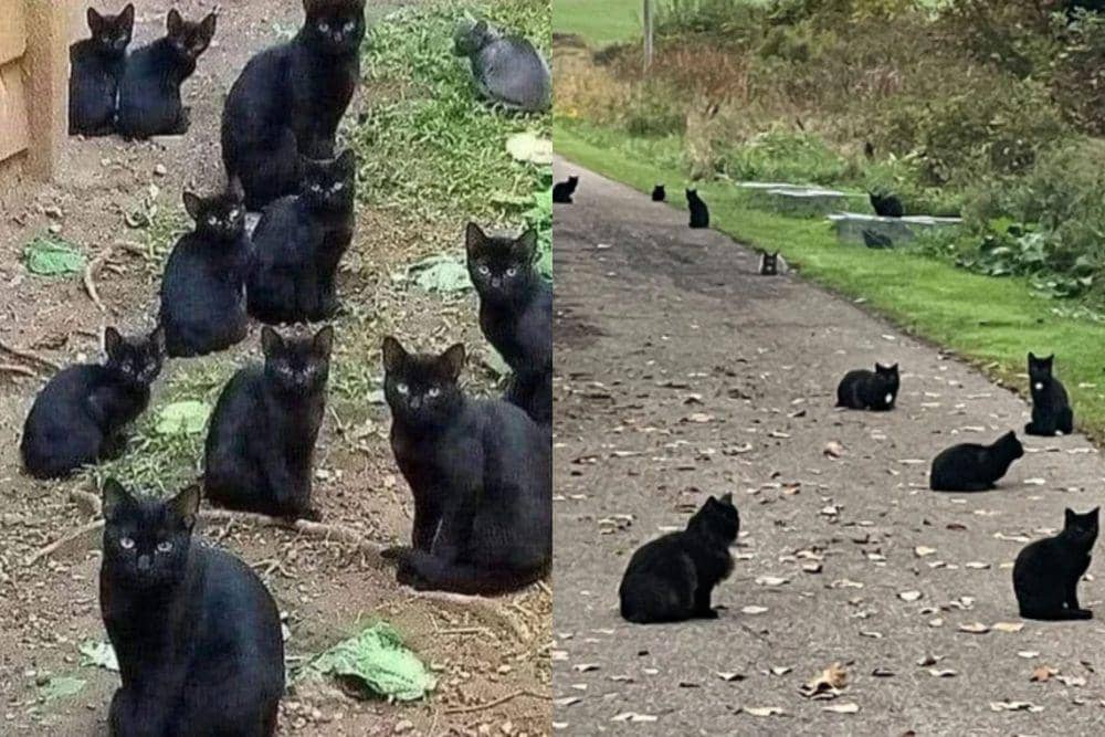 7 Potret Kucing Hitam Lagi Ngumpul, Sirkel yang Gak Bisa Disenggol!