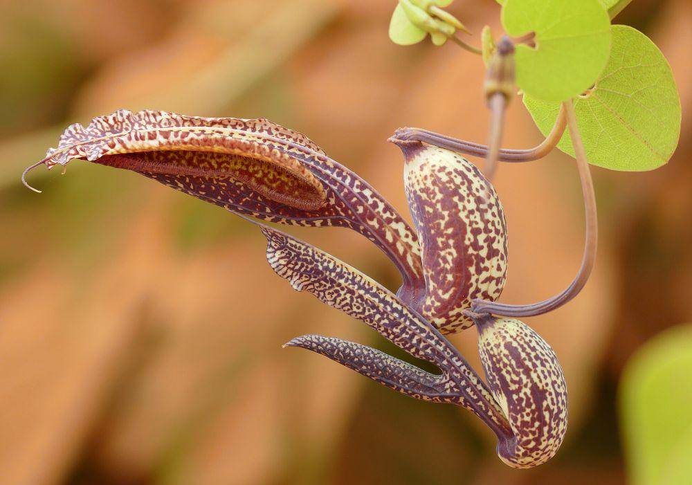 ilustrasi Aristolochia esperanzae (commons.wikimedia.org/Bernard DUPONT)