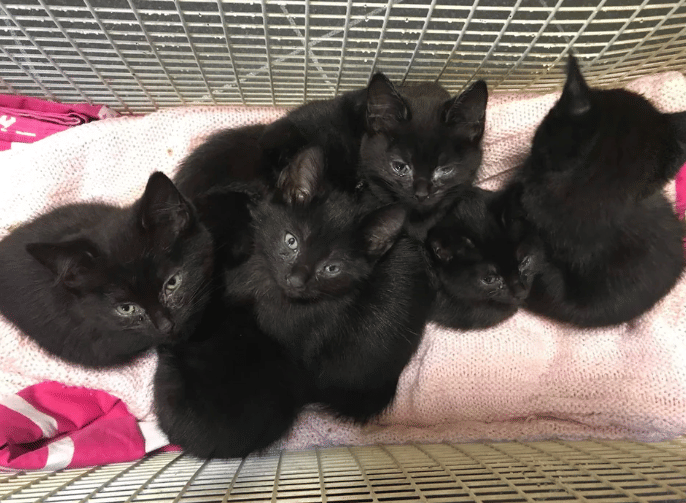 potret kucing hitam lagi nongkrong bareng (reddit.com/aeriox-phenomenon)