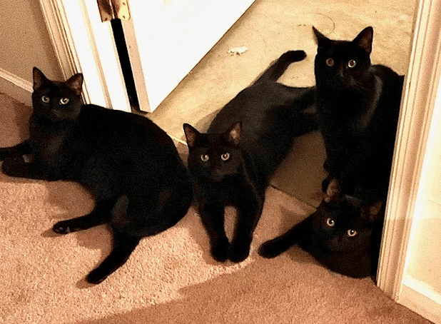 potret kucing hitam lagi nongkrong bareng (reddit.com/hammond_egger)