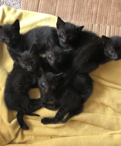 potret kucing hitam lagi nongkrong bareng (reddit.com/phxryan)
