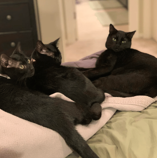 potret kucing hitam lagi nongkrong bareng (reddit.com/sodoyoulikecheese)