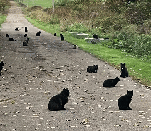 potret kucing hitam lagi nongkrong bareng (reddit.com/totzalotz)
