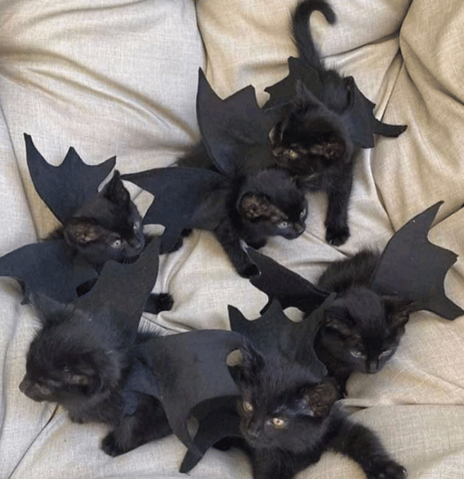 potret kucing hitam lagi nongkrong bareng (reddit.com/AwwCatsDotCom)