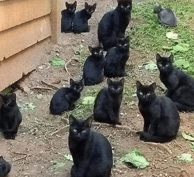 potret kucing hitam lagi nongkrong bareng (reddit.com/hellokitty_789)