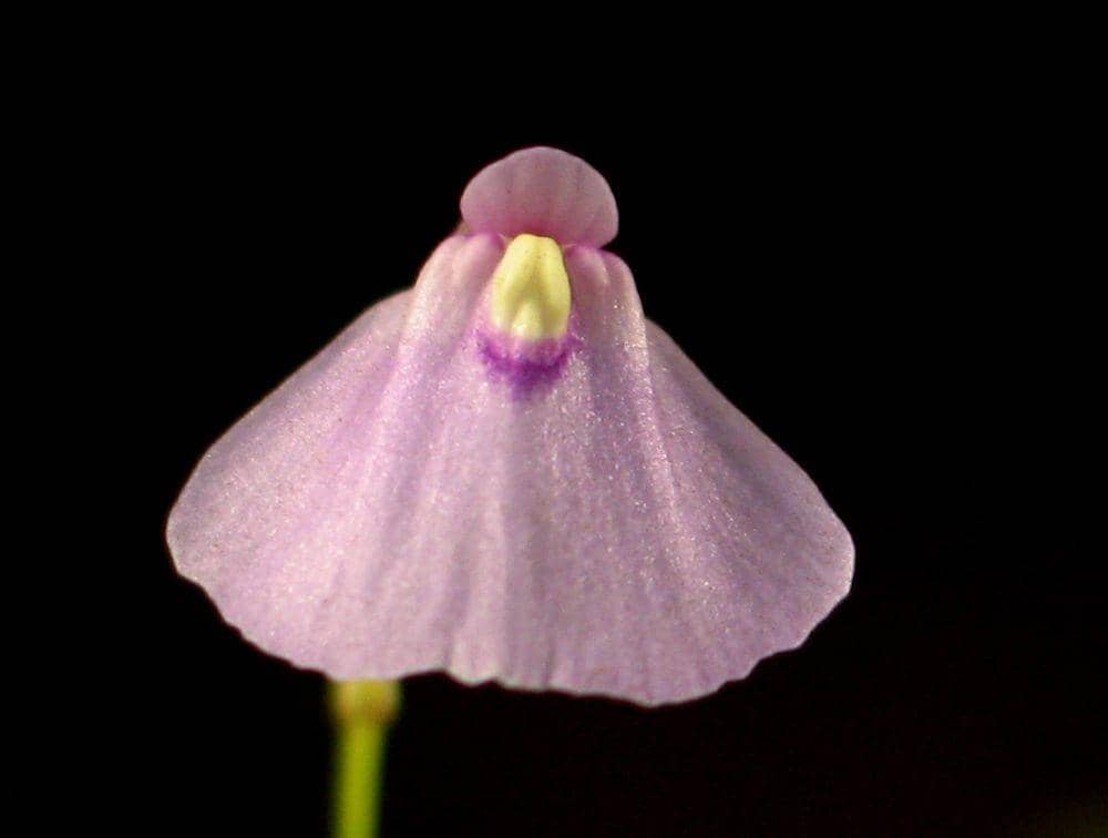 ilustrasi Utricularia dichotoma (commons.wikimedia.org/Share Alike 2.5)