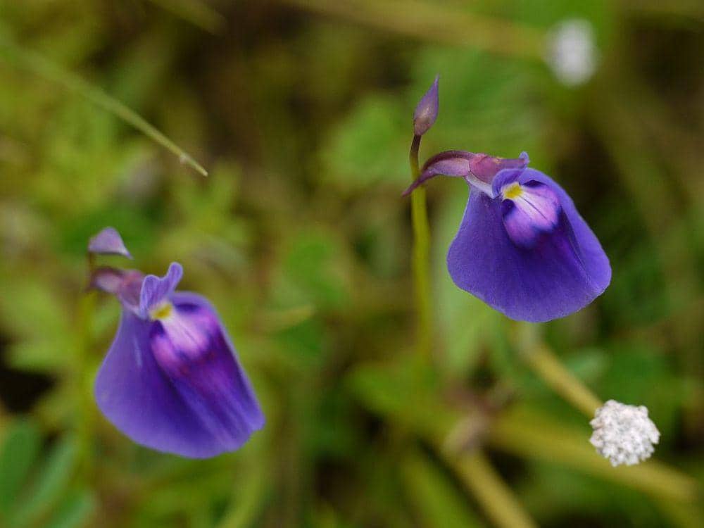 ilustrasi Utricularia purpurascens (commons.wikimedia.org/Dinesh Valke)