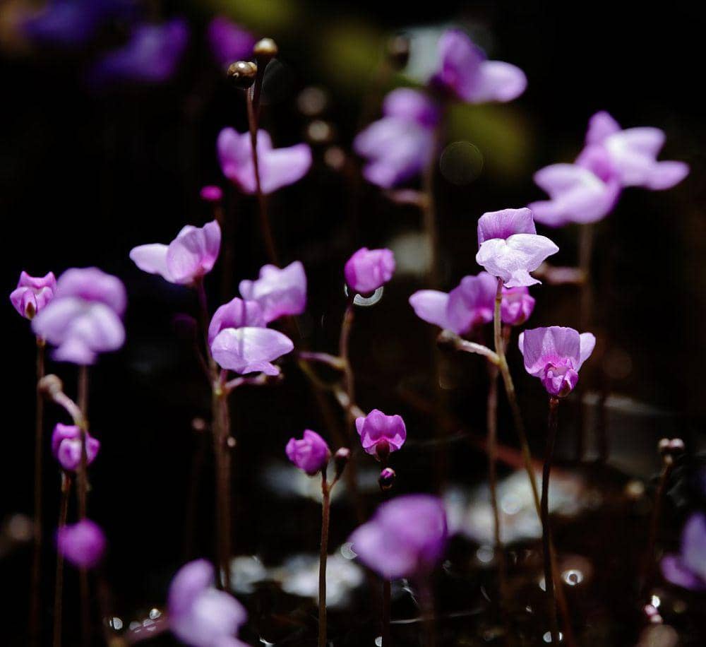 5 Spesies Utricularia yang Mampu Mengurangi Populasi Jentik Nyamuk