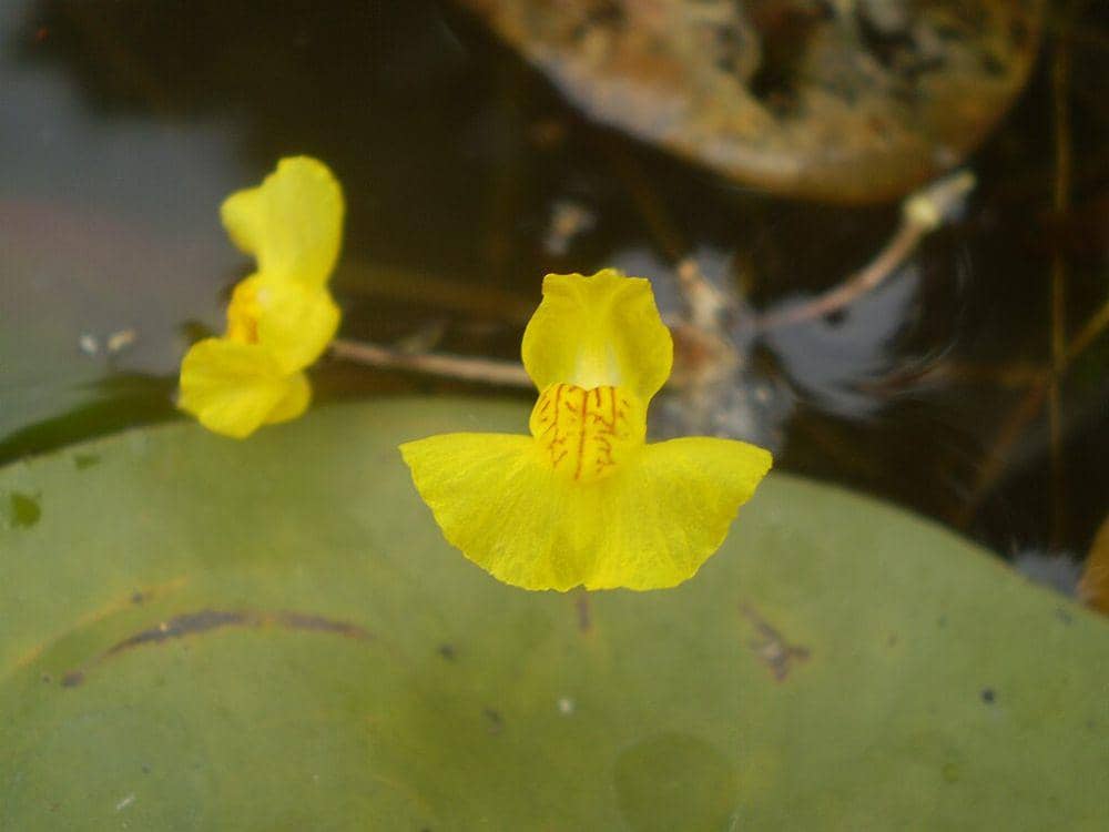 ilustrasi Utricularia tenuicaulis (commons.wikimedia.org/Show_ryu)