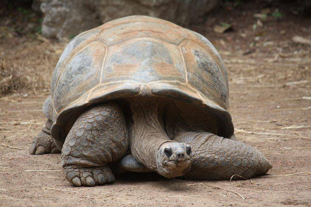 Ilustrasi kura-kura Aldabra (commons.wikimedia.org/Ltshears)