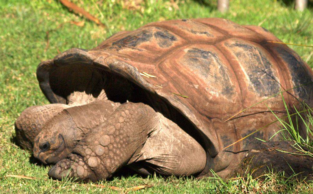 Kura-kura Aldabra (flickr.com/Ian Thomas)