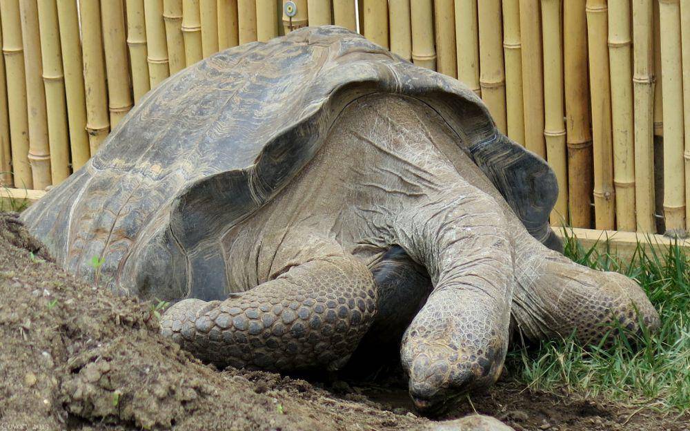Kura-kura Aldabra (flickr.com/Coyoty