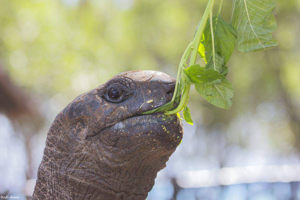 Kura-kura Aldabra yang sedang makan tumbuhan (flickr.com/Rafi Amar)