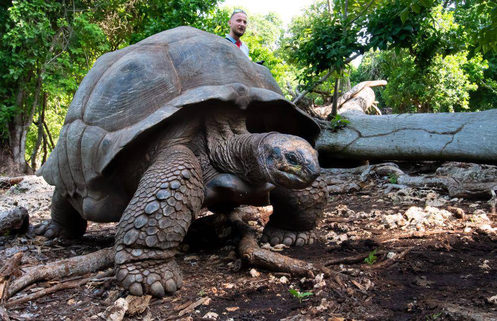 Kura-kura Aldabra (flickr.com/Joe Brnobic)