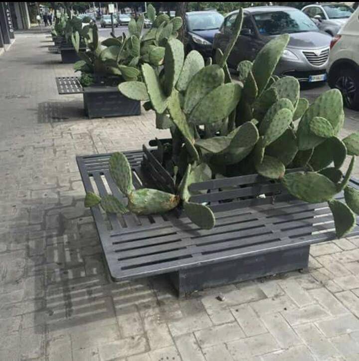 potret tempat gak biasa untuk menanam kaktus (reddit.com/user/hulagalula)