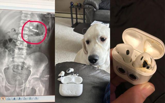 10 Momen Apes AirPods Rusak, Digigit Anjing hingga Masuk Mesin Cuci