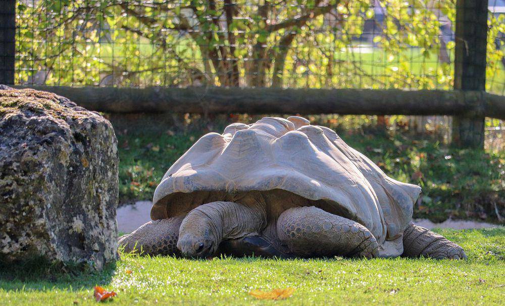 Kura-kura Aldabra (commons.wikimedia.org/Vauxford)