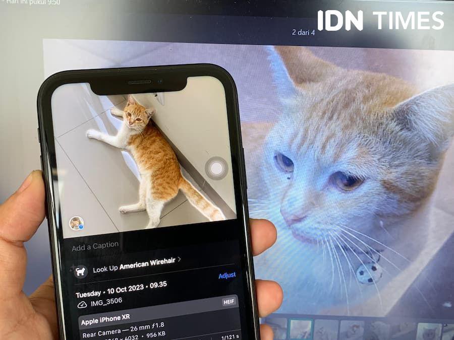 Cara Mendeteksi Ras Kucing Pakai iPhone dengan Visual Look Up