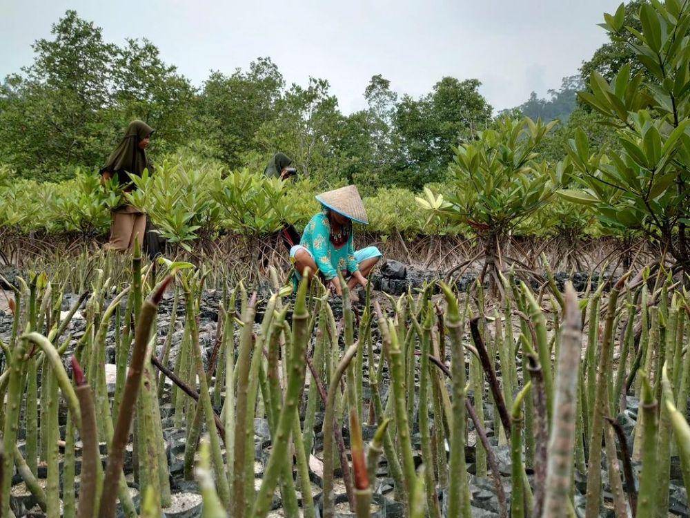 Warga Sungai Pinang sedang melakukan pembibitan mangrove. (instagram.com/andespindeepwestsumatera)
