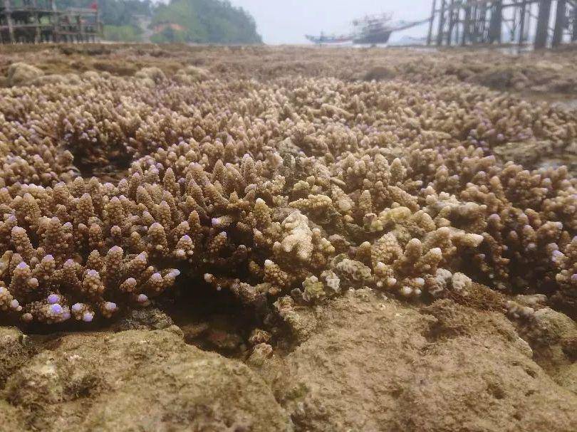 terumbu karang di pesisir Sungai Pinang (instagram.com/andespindeepwestsumatera)