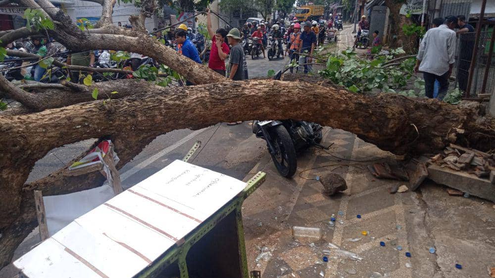 Pohon tumbang di Jalam Raya Bandulan Kota Malang. (IDN Times/istimewa)