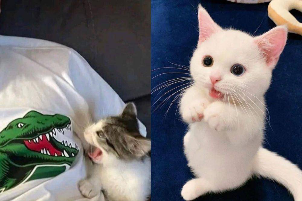 kolase potret anak kucing anak kucing syok (instagram.com/disturbingzone I reddit.com/Saraking1)