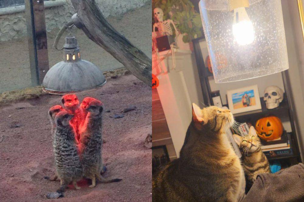 kolase potret hewan berkumpul di bawah lampu (reddit.com/HeadbangerNeckInjury I (reddit.com/xDanSolo)