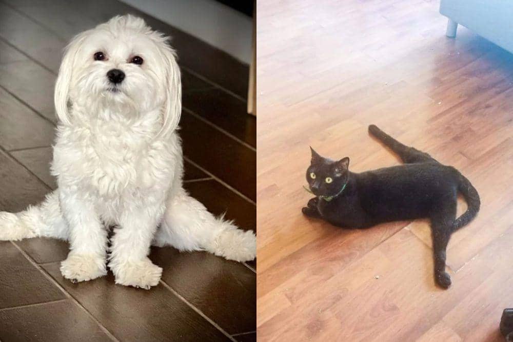 8 Foto Lucu Hewan Melakukan Gerakan Split, Lentur Banget!