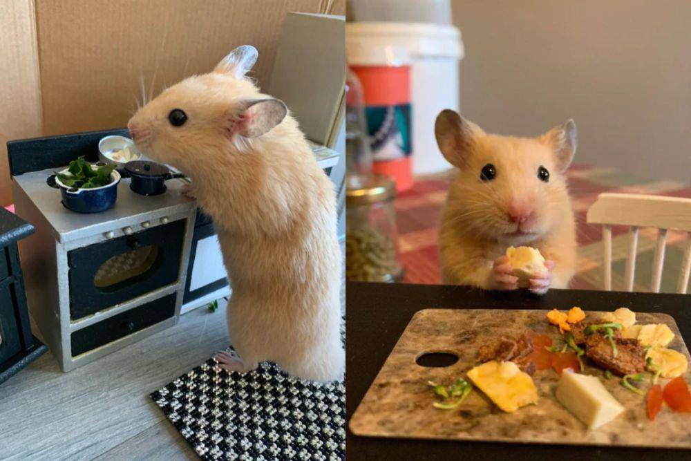kolase potret hamster masak dan makan dengan attitude (reddit.com/gogglehyena I reddit.com/MissyFaye)