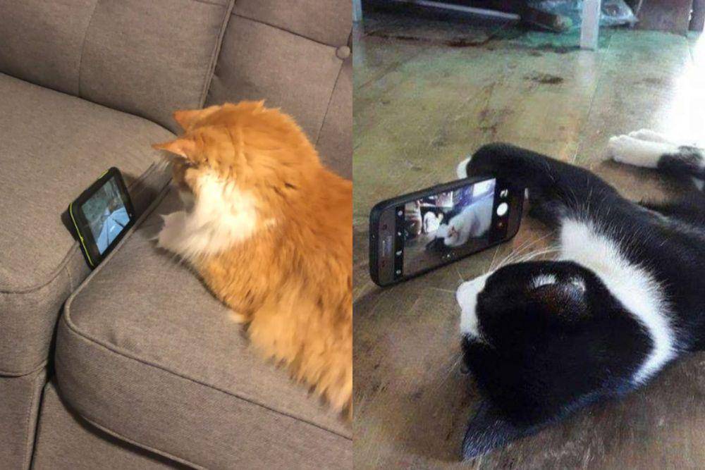 kolase potret kocak saat kucing main HP  (reddit.com/bucksketball12) I reddit.com/disturbingzone)