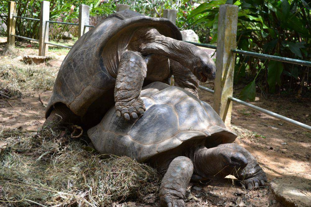 Ilustrasi kura-kura Aldabra yang sedang kawin (pxhere.com)