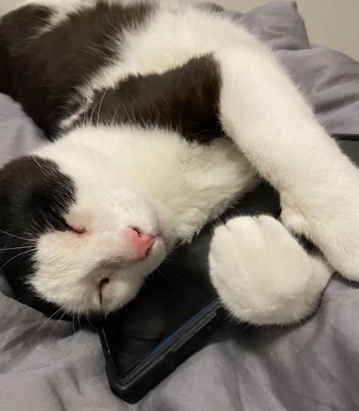 potret kocak saat kucing main HP (reddit.com/Iamyour_friend)