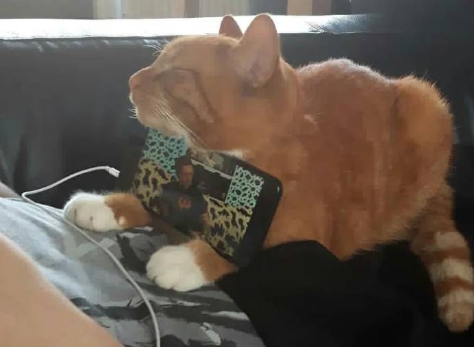potret kocak saat kucing main HP (reddit.com/ToobTheGreat)