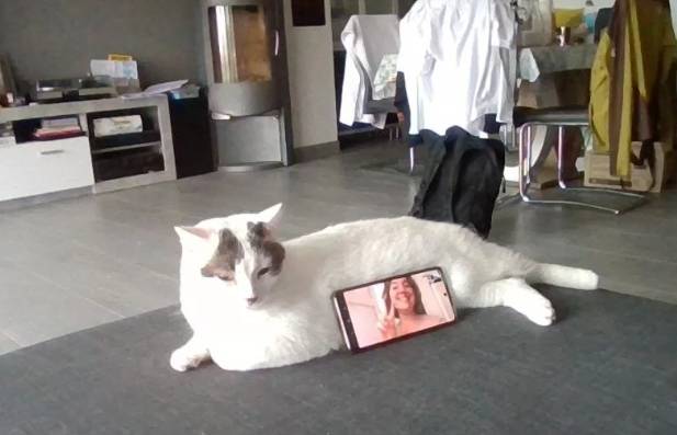 potret kocak saat kucing main HP (reddit.com/SuperRoby)