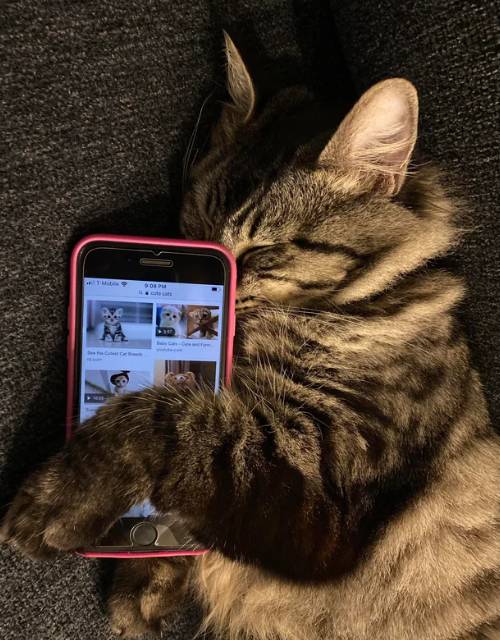 potret kocak saat kucing main HP (reddit.com/Universal-Souls)