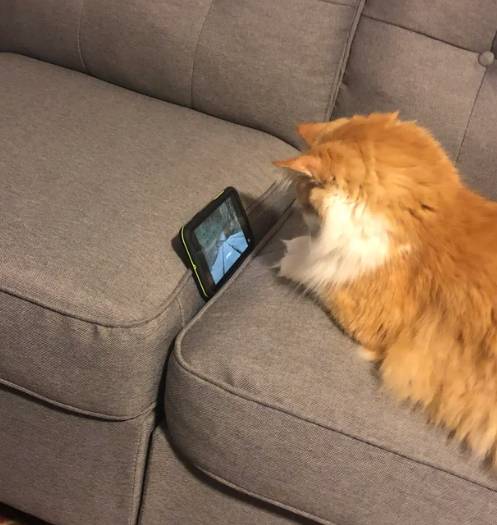 potret kocak saat kucing main HP (reddit.com/bucksketball12)