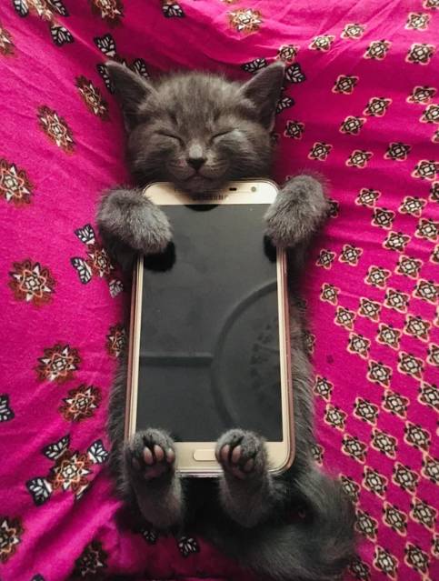 potret kocak saat kucing main HP (reddit.com/mrRandomGuy02)