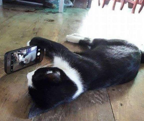 potret kocak saat kucing main HP (reddit.com/disturbingzone)