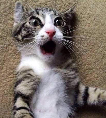 potret anak kucing anak kucing syok (reddit.com/Rcurtis)