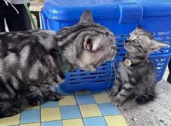 potret anak kucing anak kucing syok (reddit.com/RevivedThrinaxodon)