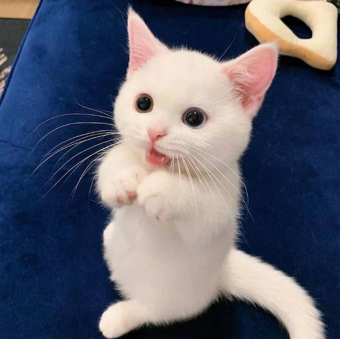 potret anak kucing anak kucing syok (reddit.com/Saraking1)