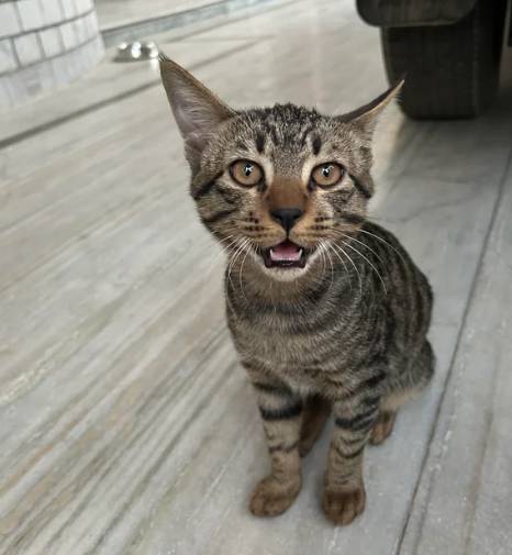 potret anak kucing anak kucing syok (reddit.com/James_Dhanoa)