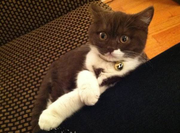 potret anak kucing anak kucing syok (reddit.com/phattykins)