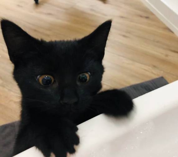 potret anak kucing anak kucing syok (reddit.com/Lugare1201)
