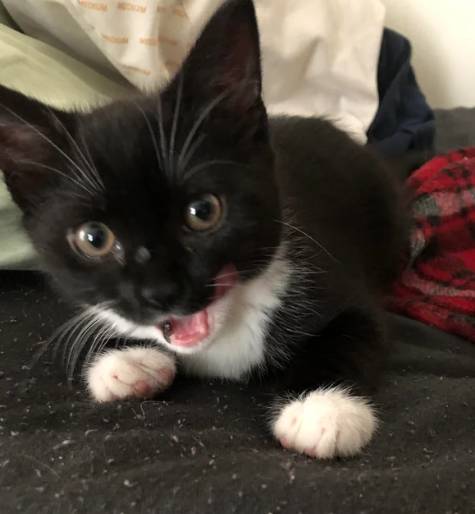 potret anak kucing anak kucing syok (reddit.com/EmmyDeev)