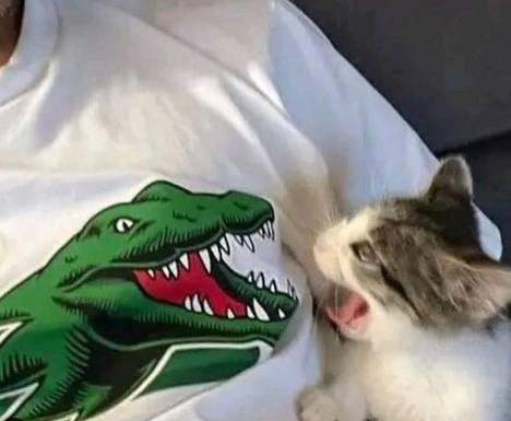 potret anak kucing anak kucing syok (instagram.com/disturbingzone)