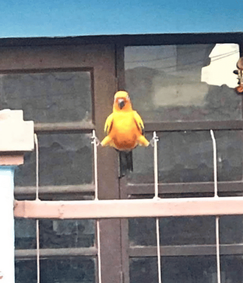 potret lucu hewan split (instagram.com/disturbingzone)